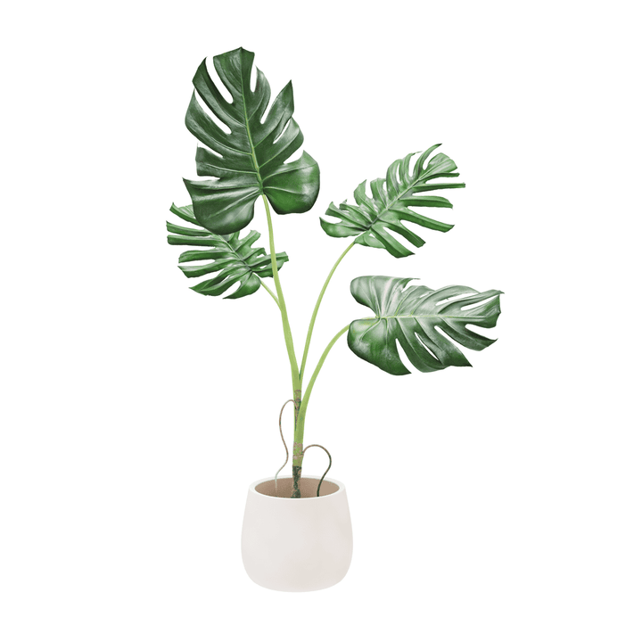 Philodendron plant: toxic to pets