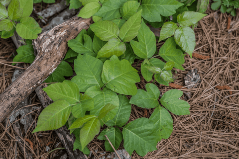 Poison ivy plant: Toxic, avoid for rabbits.