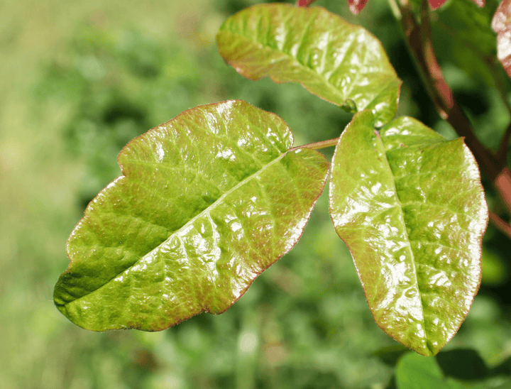 Poison oak plant: Harmful to rabbits
