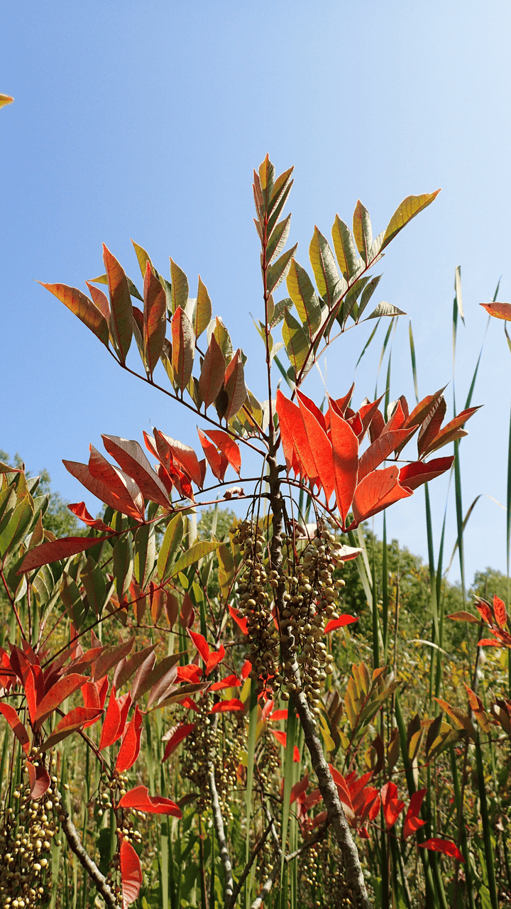Harmful Poison sumac for rabbits—skip this plant entirely.