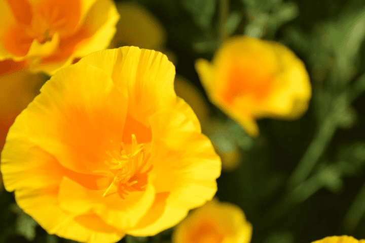 Toxic Poppy; never offer this to rabbits.