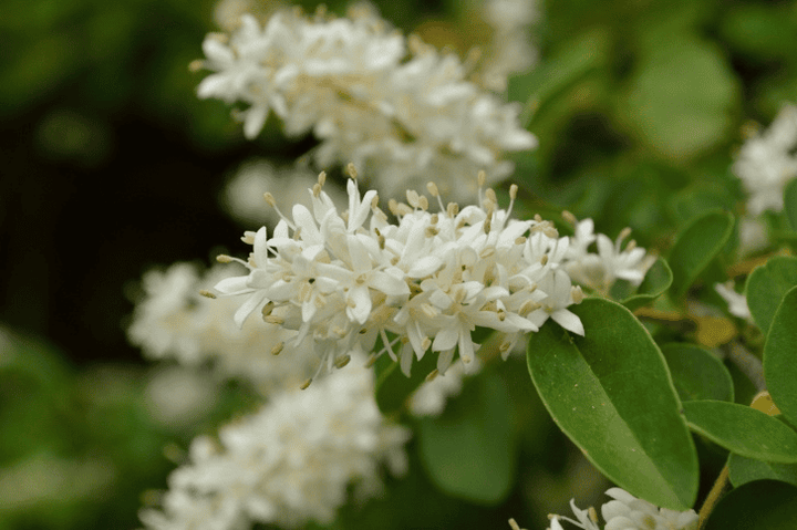 Dangerous Privet for bunnies—do not feed.