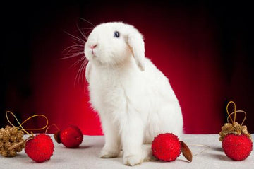 A large white rabbit posing next to Christmas ornaments.