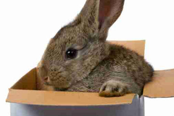 A small brown rabbit sitting in a brown cardboard box.