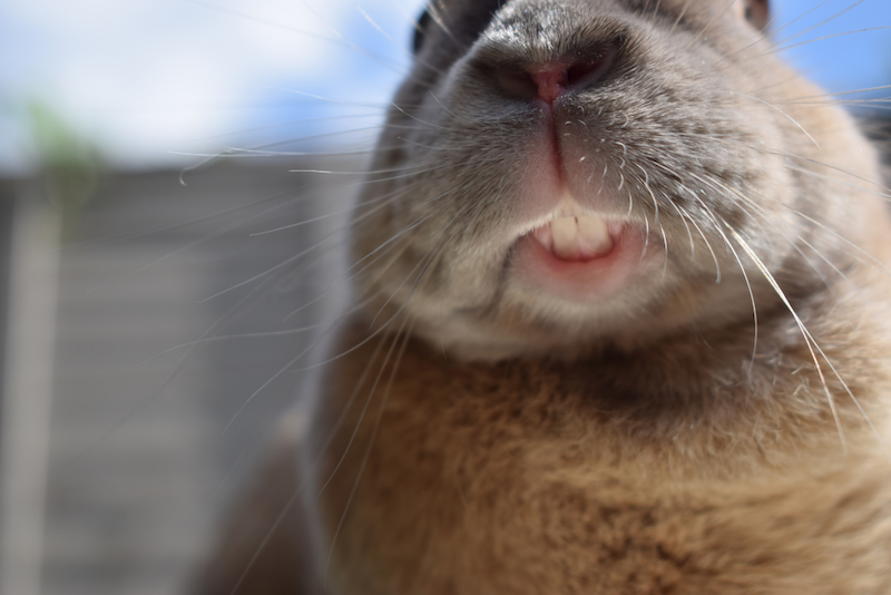Rabbit Grinding Teeth: What It Means