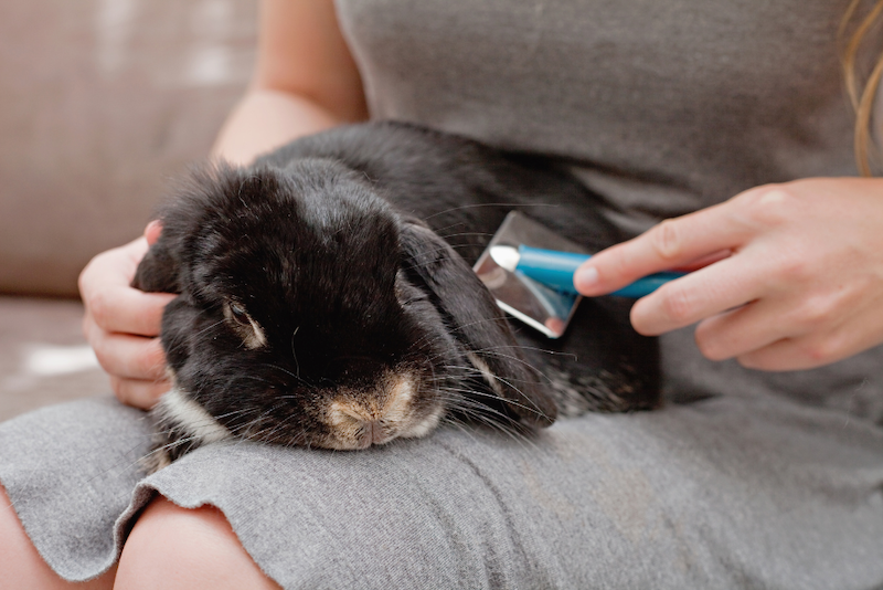 Brown rabbit laying down and being groomed on owners lap.