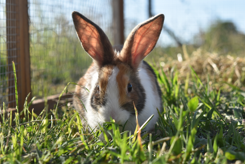 A white and tan bunny in grass outside.