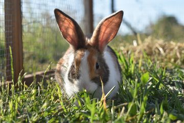 A white and tan bunny in grass outside.