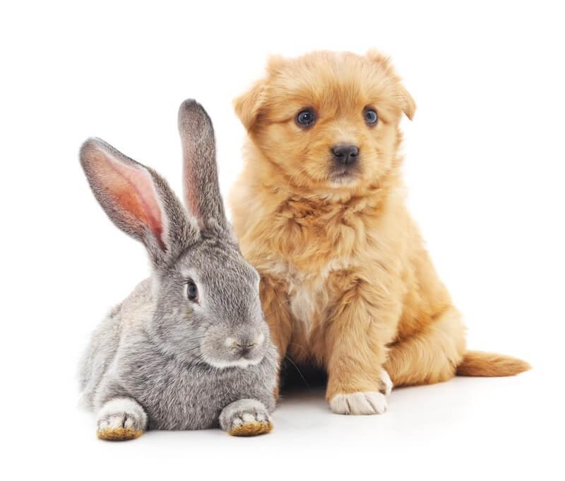 A grey rabbit and golden puppy posing for a photo together.