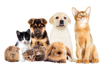 cats, dogs, and rabbits all together