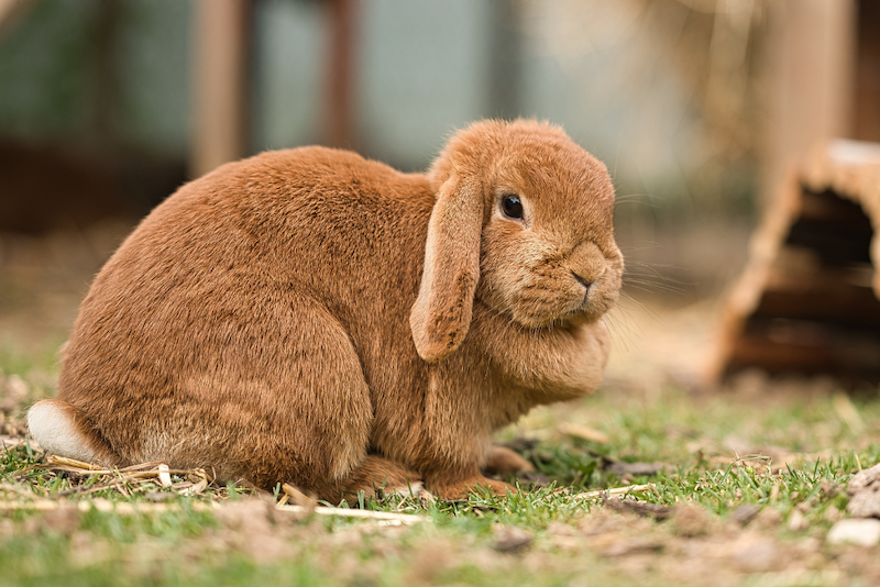A brown rabbit on the ground.