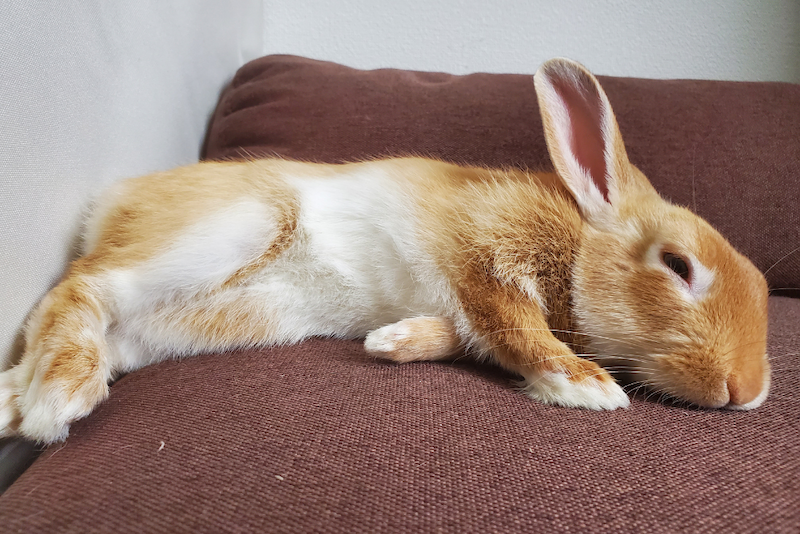 A orange and white rabbit laying on its side napping on the couch.