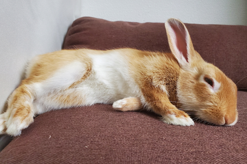 A orange and white rabbit laying on its side napping on the couch.