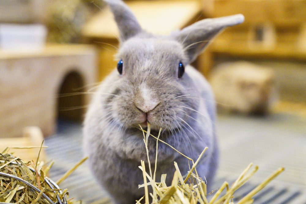 A grey rabbit looking intently at the camera with expressive eyes.