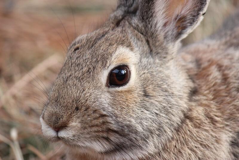 A close up photo of a brown rabbits face, showing it's big brown eyes and prominent nose and whiskers.