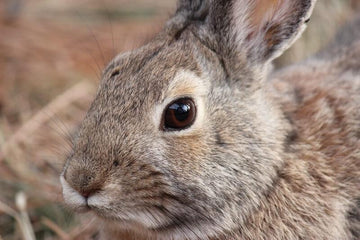 Close-up of a brown rabbit face showing large brown eyes, nose, and whiskers.