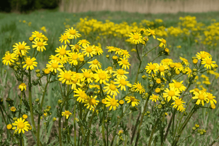 Ragwort is a poison risk for rabbits—avoid.