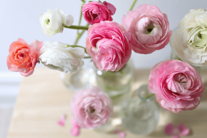 Rabbits should not touch Ranunculus; toxic plant.