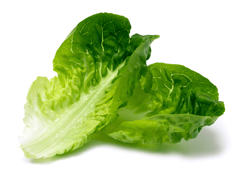 Fresh Romaine lettuce for rabbits' treats