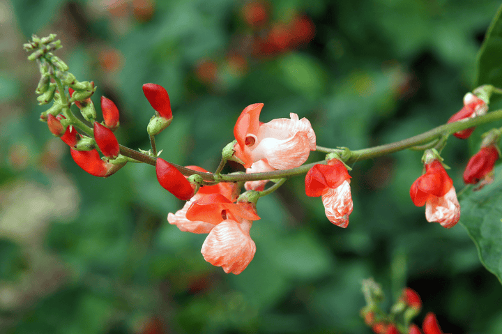 Toxic Scarlet Runner Beans; never offer this to rabbits.