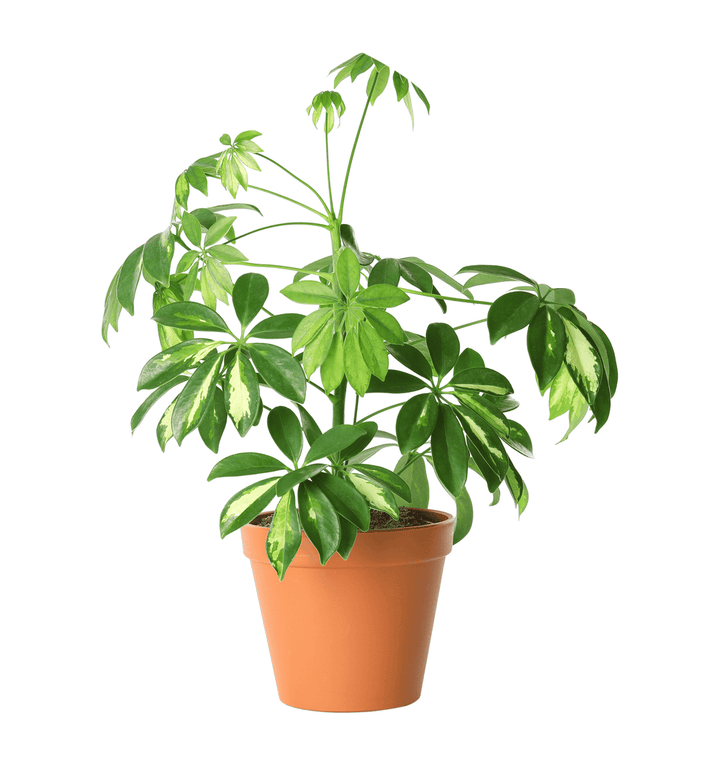 Schefflera plant: toxic to pets.