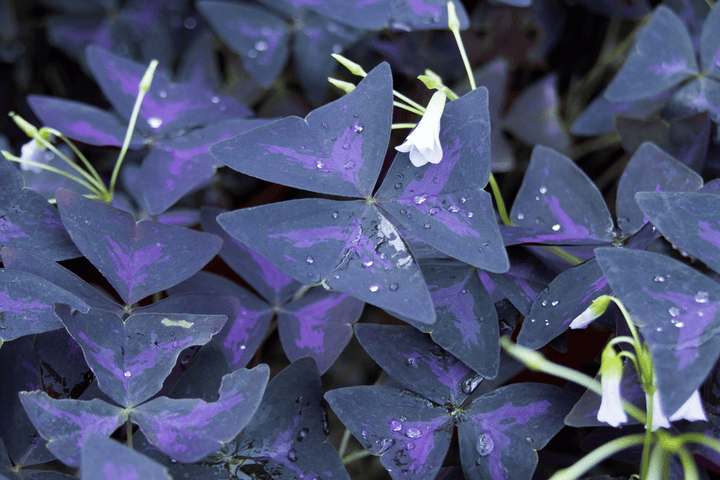 Shamrock plant (False Shamrock): unsafe for rabbits—remove it from browse areas.
