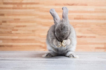 A gray bunny holding his head in his paws as if he is stressed.