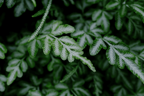 Silver Lace Fern: Toxic to rabbits and pets.