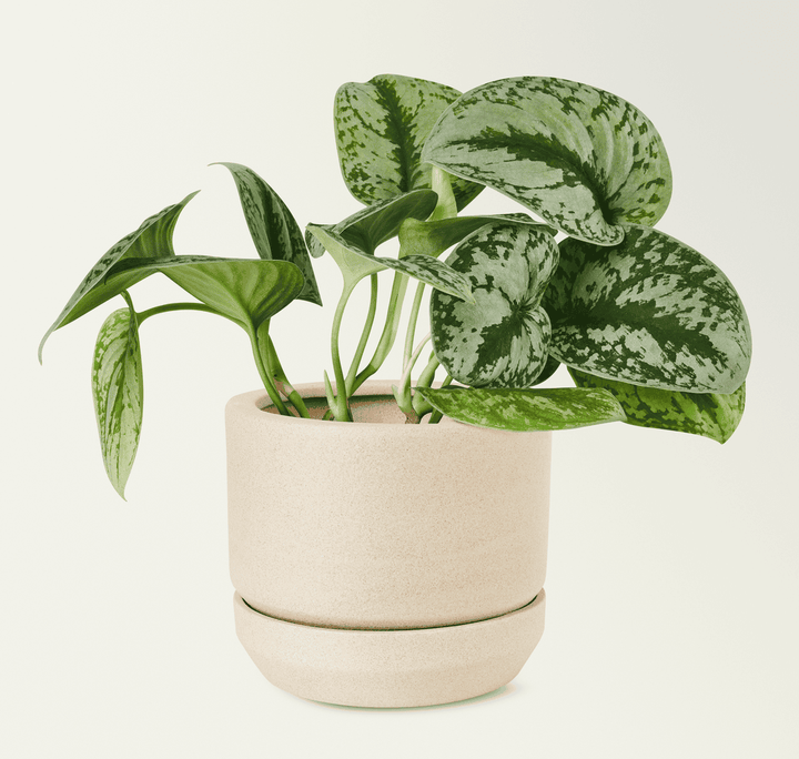 Silver Pothos and rabbits do not mix—poison risk.