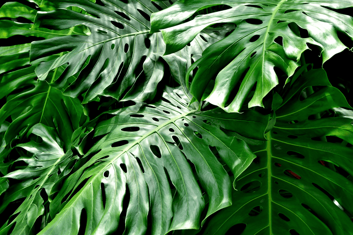 Never feed Split Leaf Philodendron to rabbits; it is poisonous.