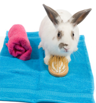 A grey and white rabbit sitting nicely, next to a towel and brush, waiting to be groomed.
