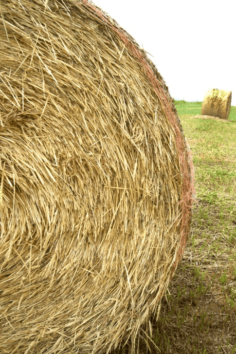 Straw for pet bedding, not food.