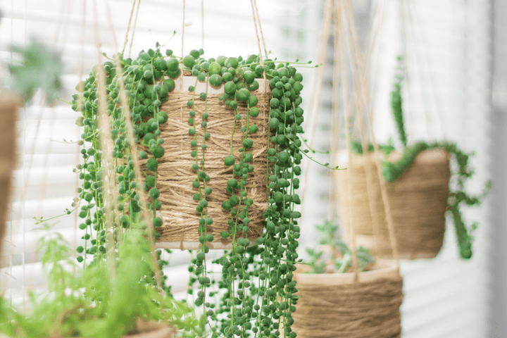 Poisonous String of Pearls plant – keep out of reach.