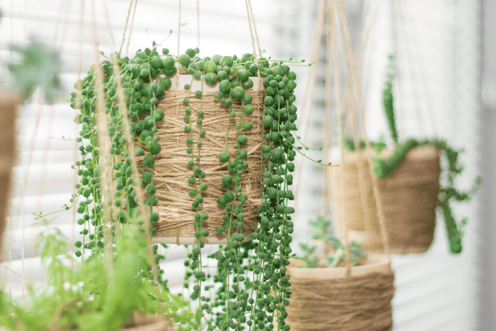 String of Pearls is toxic to rabbits—keep it away from the pen.