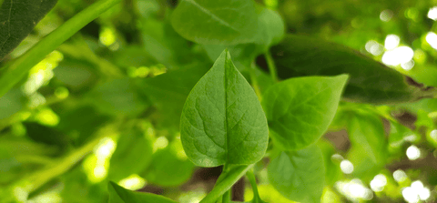 Sweetheart Ivy: Poisonous to rabbits