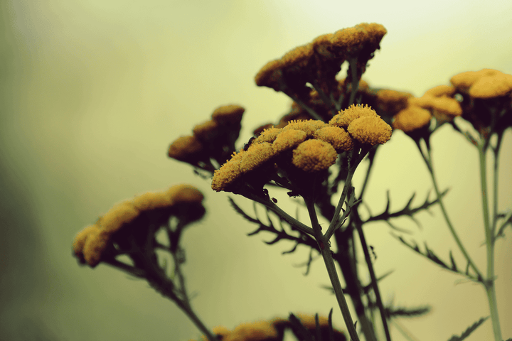 Tansy plant: yellow blooms, red stems, toxic to pets.