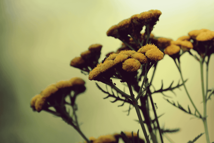 Poisonous Tansy: do not feed to rabbits!