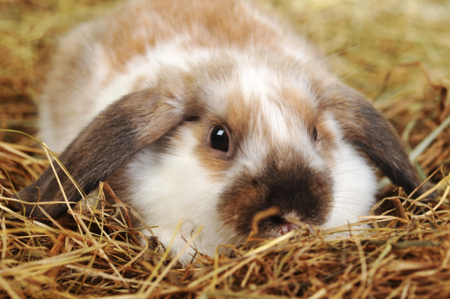 A rabbit with soft fur sits among hay, showcasing its snout and whiskers prominently against the natural straw backdrop.
