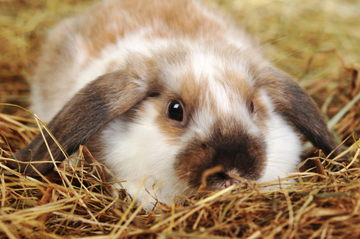 A rabbit with soft fur sits among hay, showcasing its snout and whiskers prominently against the natural straw backdrop.