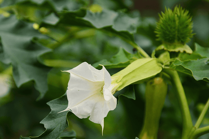 Do not let rabbits eat Thornapple; it is poisonous.