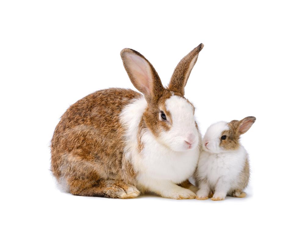 Two rabbits of different ages posing for a photo.