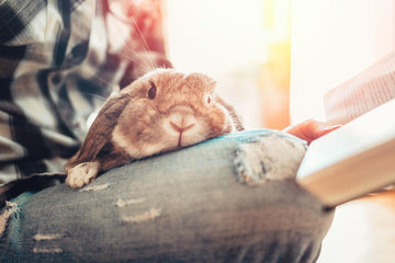 A brown rabbit lounging on their owners lap while their owner reads a book.