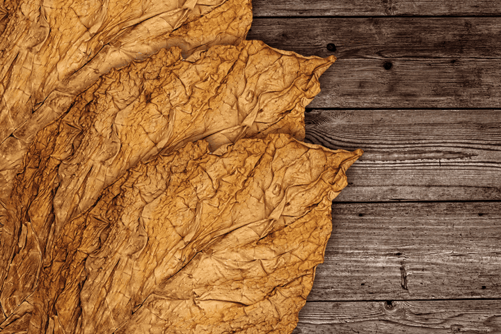 Tobacco plant, toxic to pets.