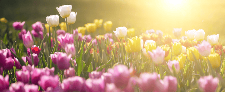 Rabbits should not touch Tulip; toxic plant.