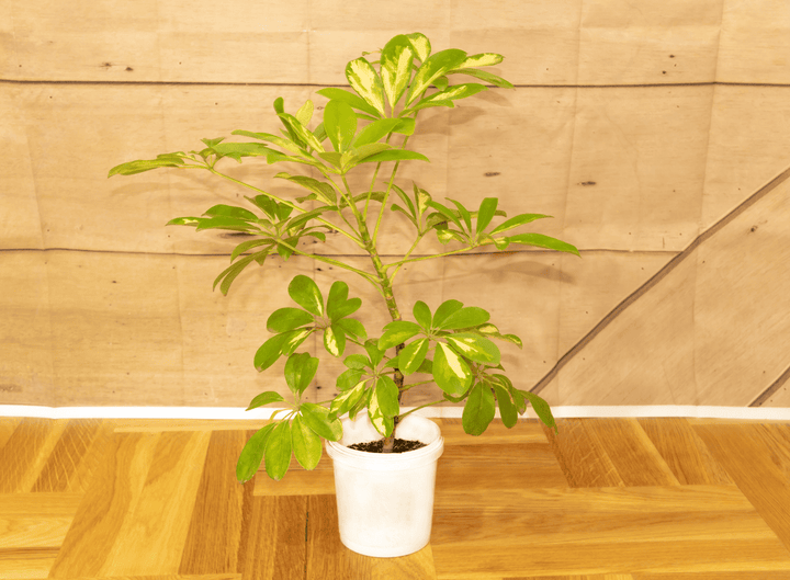 Never feed Umbrella Plant to rabbits; it is poisonous.