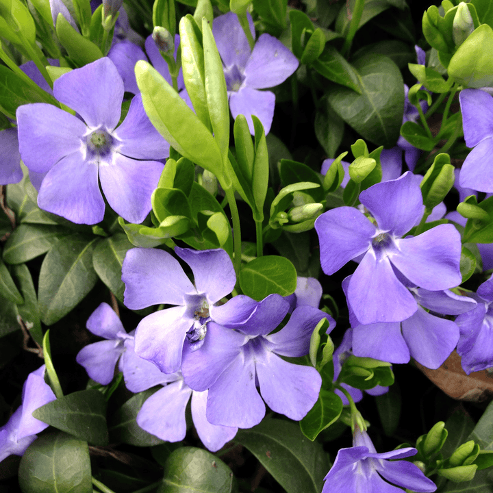 Vinca plant with purple flowers, poisonous to pets.