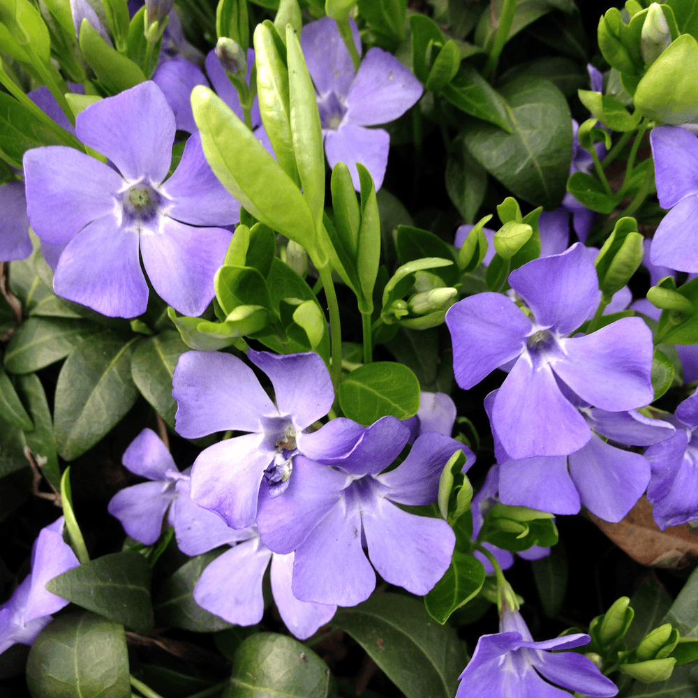 Can a rabbit eat Vinca? | Rabbit Hole Hay