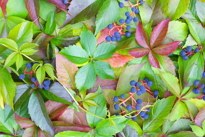 Virginia Creeper and rabbits do not mix—poison risk.