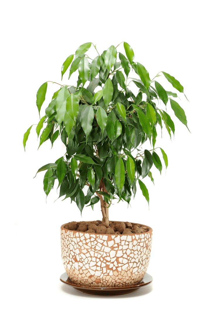 Weeping Fig and rabbits do not mix—poison risk.