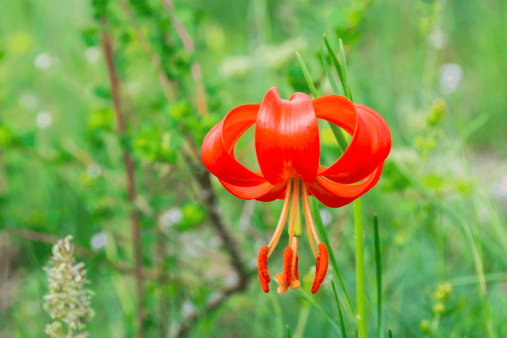 Poisonous Western Lily: do not feed to rabbits!